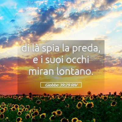 Picture 05 - Giobbe 39:29 RIV - di là spia la preda, e i suoi occhi miran - Bible Verse Picture