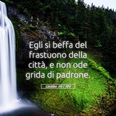 Picture 05 - Giobbe 39:7 RIV - Egli si beffa del frastuono della città, e non - Bible Verse Picture