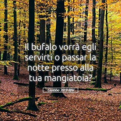 Picture 05 - Giobbe 39:9 RIV - Il bufalo vorrà egli servirti o passar la notte - Bible Verse Picture