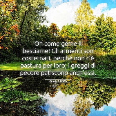 Picture 05 - Gioele 1:18 RIV - Oh come geme il bestiame! Gli armenti son - Bible Verse Picture