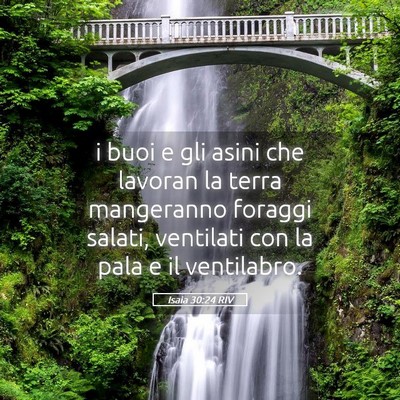 Picture 05 - Isaia 30:24 RIV - i buoi e gli asini che lavoran la terra - Bible Verse Picture