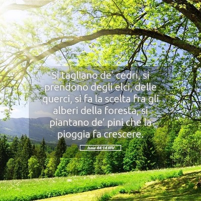 Picture 05 - Isaia 44:14 RIV - Si tagliano de’ cedri, si prendono degli elci, - Bible Verse Picture