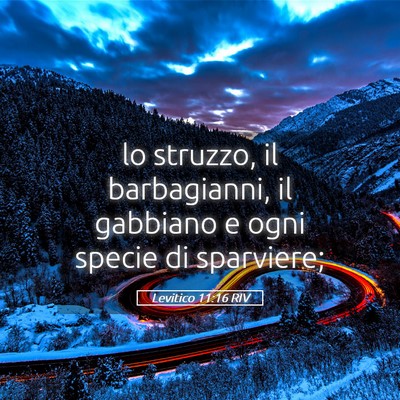 Picture 05 - Levitico 11:16 RIV - lo struzzo, il barbagianni, il gabbiano e ogni - Bible Verse Picture