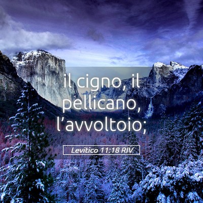 Picture 05 - Levitico 11:18 RIV - il cigno, il pellicano, - Bible Verse Picture