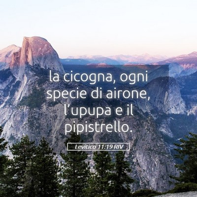 Picture 05 - Levitico 11:19 RIV - la cicogna, ogni specie di airone, l’upupa e il - Bible Verse Picture