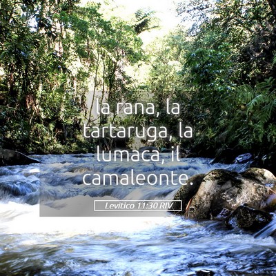 Picture 05 - Levitico 11:30 RIV - la rana, la tartaruga, la lumaca, il - Bible Verse Picture