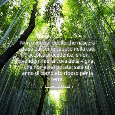Picture 05 - Levitico 25:5 RIV - Non mieterai quello che nascerà da sé dal seme - Bible Verse Picture