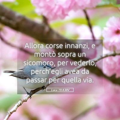 Picture 05 - Luca 19:4 RIV - Allora corse innanzi, e montò sopra un sicomoro, - Bible Verse Picture