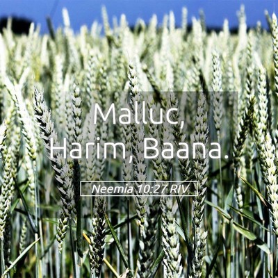 Picture 05 - Neemia 10:27 RIV - Malluc, Harim, - Bible Verse Picture