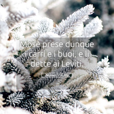 Picture 05 - Numeri 7:6 RIV - Mosè prese dunque i carri e i buoi, e li dette - Bible Verse Picture