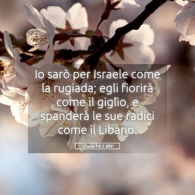 Picture 05 - Osea 14:5 RIV - Io sarò per Israele come la rugiada; egli - Bible Verse Picture