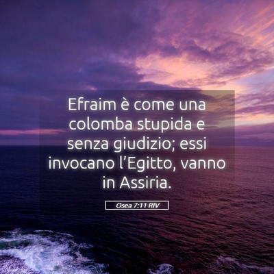 Picture 05 - Osea 7:11 RIV - Efraim è come una colomba stupida e senza - Bible Verse Picture