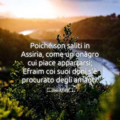Picture 05 - Osea 8:9 RIV - Poiché son saliti in Assiria, come un onàgro - Bible Verse Picture