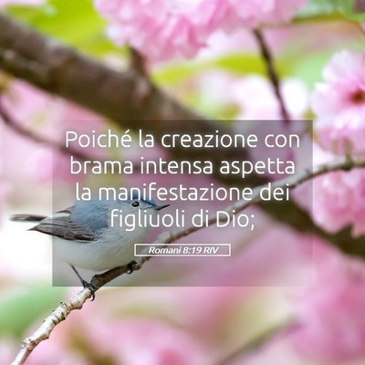 Picture 05 - Romani 8:19 RIV - Poiché la creazione con brama intensa aspetta la - Bible Verse Picture