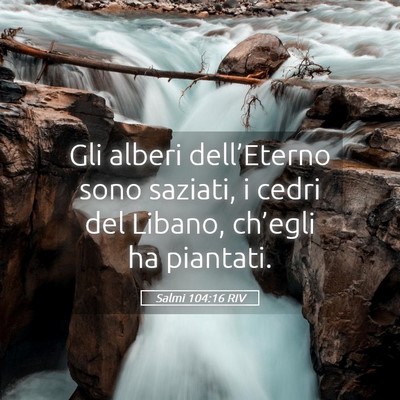 Picture 05 - Salmi 104:16 RIV - Gli alberi dell’Eterno sono saziati, i cedri - Bible Verse Picture