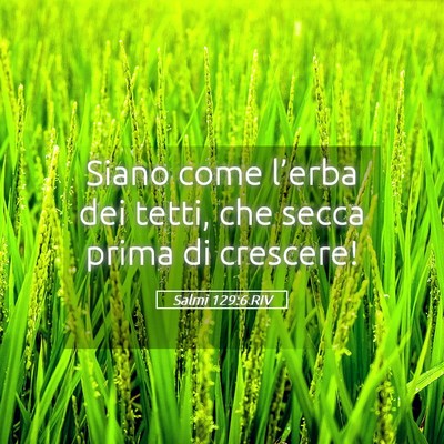 Picture 05 - Salmi 129:6 RIV - Siano come l’erba dei tetti, che secca prima di - Bible Verse Picture