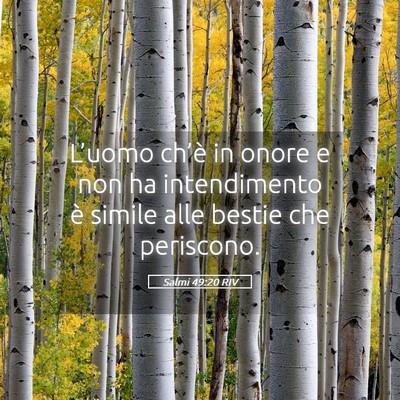 Picture 05 - Salmi 49:20 RIV - L’uomo ch’è in onore e non ha intendimento - Bible Verse Picture