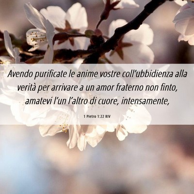 Picture 06 - 1 Pietro 1:22 RIV - Avendo purificate le anime vostre - Bible Verse Picture