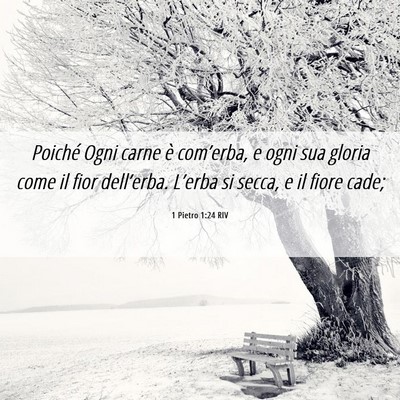 Picture 06 - 1 Pietro 1:24 RIV - Poiché Ogni carne è com’erba, e ogni sua - Bible Verse Picture