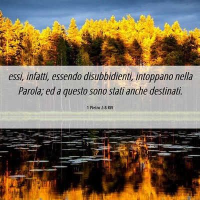 Picture 06 - 1 Pietro 2:8 RIV - essi, infatti, essendo disubbidienti, intoppano - Bible Verse Picture