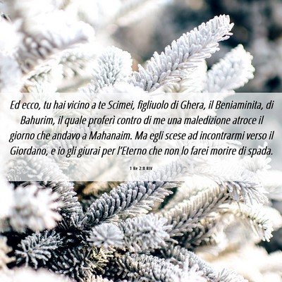 Picture 06 - 1 Re 2:8 RIV - Ed ecco, tu hai vicino a te Scimei, figliuolo di - Bible Verse Picture