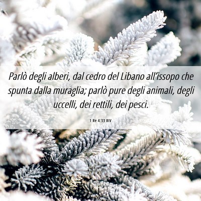 Picture 06 - 1 Re 4:33 RIV - Parlò degli alberi, dal cedro del Libano - Bible Verse Picture