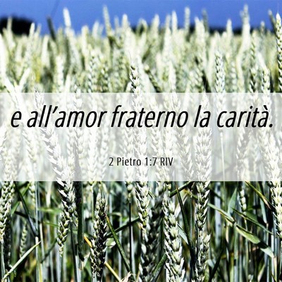 Picture 06 - 2 Pietro 1:7 RIV - e all’amor fraterno la - Bible Verse Picture