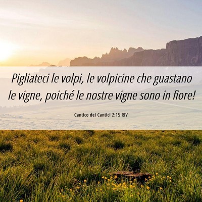 Picture 06 - Cantico dei Cantici 2:15 RIV - Pigliateci le volpi, le volpicine che guastano le - Bible Verse Picture