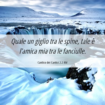 Picture 06 - Cantico dei Cantici 2:2 RIV - Quale un giglio tra le spine, tale è l’amica - Bible Verse Picture