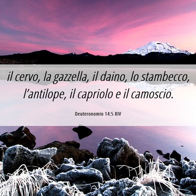 Picture 06 - Deuteronomio 14:5 RIV - il cervo, la gazzella, il daino, lo stambecco, - Bible Verse Picture