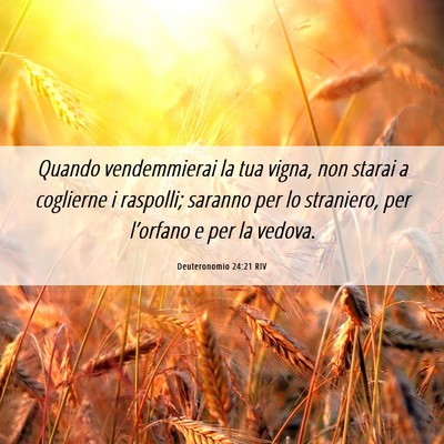 Picture 06 - Deuteronomio 24:21 RIV - Quando vendemmierai la tua vigna, non starai a - Bible Verse Picture