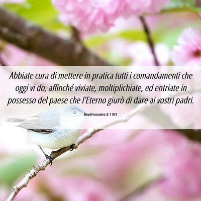 Picture 06 - Deuteronomio 8:1 RIV - Abbiate cura di mettere in pratica tutti i - Bible Verse Picture