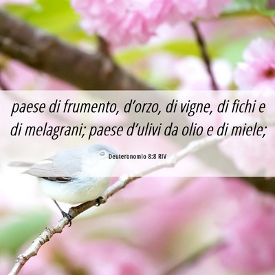 Picture 06 - Deuteronomio 8:8 RIV - paese di frumento, d’orzo, di vigne, di fichi e - Bible Verse Picture