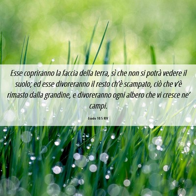 Picture 06 - Esodo 10:5 RIV - Esse copriranno la faccia della terra, sì che - Bible Verse Picture