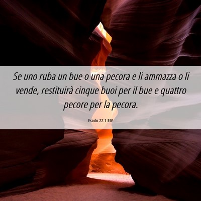 Picture 06 - Esodo 22:1 RIV - Se uno ruba un bue o una pecora e li ammazza o li - Bible Verse Picture