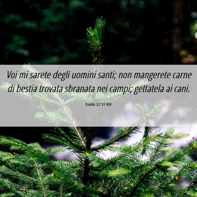 Picture 06 - Esodo 22:31 RIV - Voi mi sarete degli uomini santi; non mangerete - Bible Verse Picture