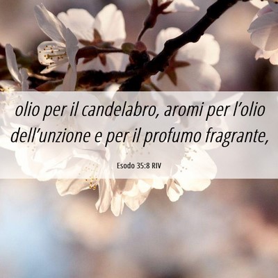 Picture 06 - Esodo 35:8 RIV - olio per il candelabro, aromi per l’olio - Bible Verse Picture