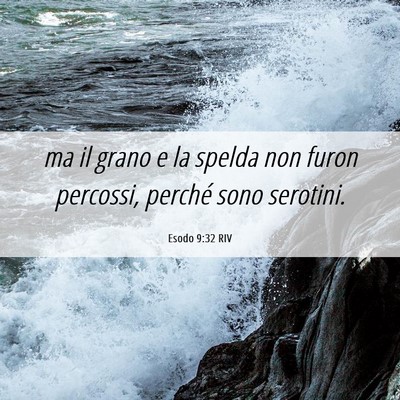 Picture 06 - Esodo 9:32 RIV - ma il grano e la spelda non furon percossi, - Bible Verse Picture