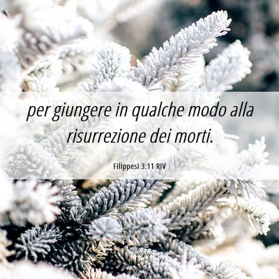 Picture 06 - Filippesi 3:11 RIV - per giungere in qualche modo alla risurrezione - Bible Verse Picture