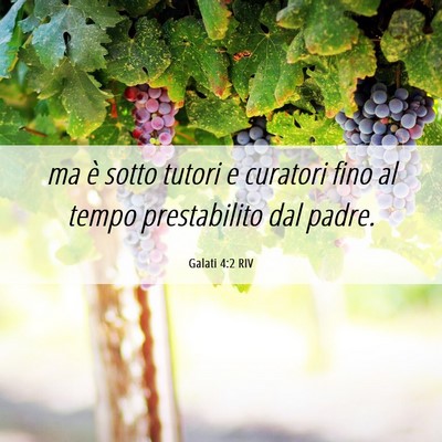 Picture 06 - Galati 4:2 RIV - ma è sotto tutori e curatori fino al tempo - Bible Verse Picture