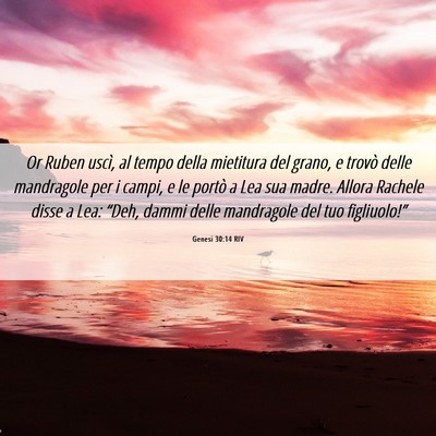 Picture 06 - Genesi 30:14 RIV - Or Ruben uscì, al tempo della mietitura del - Bible Verse Picture