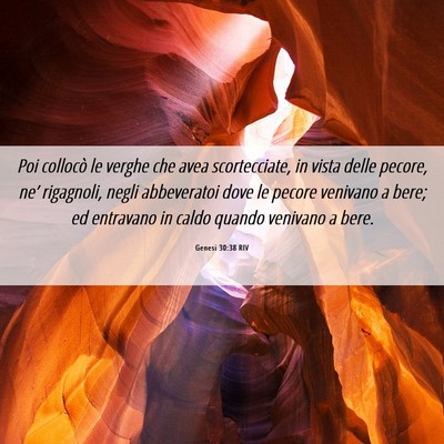 Picture 06 - Genesi 30:38 RIV - Poi collocò le verghe che avea scortecciate, in - Bible Verse Picture