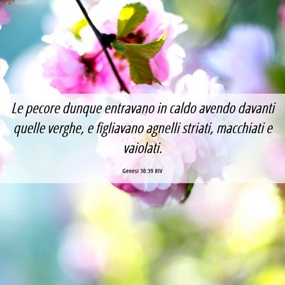 Picture 06 - Genesi 30:39 RIV - Le pecore dunque entravano in caldo avendo - Bible Verse Picture