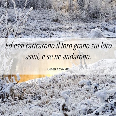 Picture 06 - Genesi 42:26 RIV - Ed essi caricarono il loro grano sui loro asini, - Bible Verse Picture
