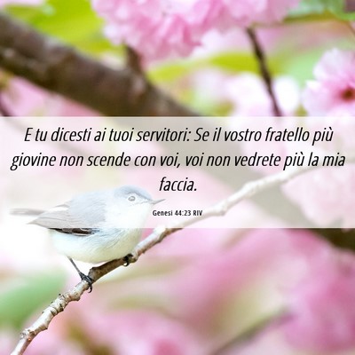 Picture 06 - Genesi 44:23 RIV - E tu dicesti ai tuoi servitori: Se il vostro - Bible Verse Picture