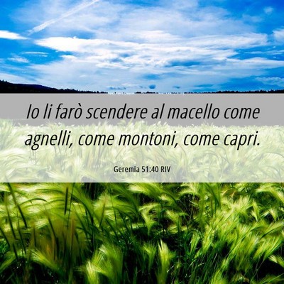 Picture 06 - Geremia 51:40 RIV - Io li farò scendere al macello come agnelli, - Bible Verse Picture