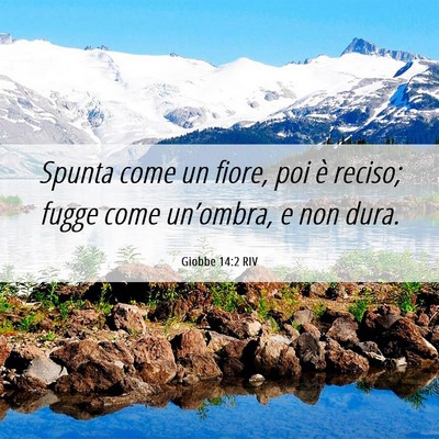 Picture 06 - Giobbe 14:2 RIV - Spunta come un fiore, poi è reciso; fugge come - Bible Verse Picture