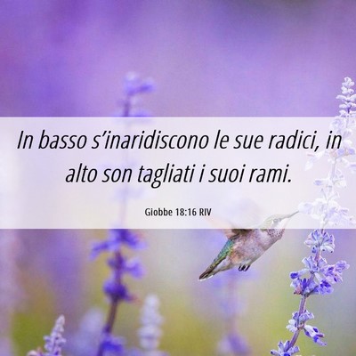 Picture 06 - Giobbe 18:16 RIV - In basso s’inaridiscono le sue radici, in alto - Bible Verse Picture