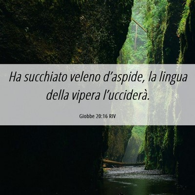 Picture 06 - Giobbe 20:16 RIV - Ha succhiato veleno d’aspide, la lingua della - Bible Verse Picture