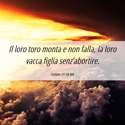 Picture 06 - Giobbe 21:10 RIV - Il loro toro monta e non falla, la loro vacca - Bible Verse Picture